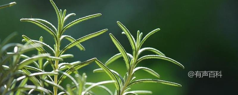 ### 室内养殖驱蚊植物推荐，观赏性佳

在室内养