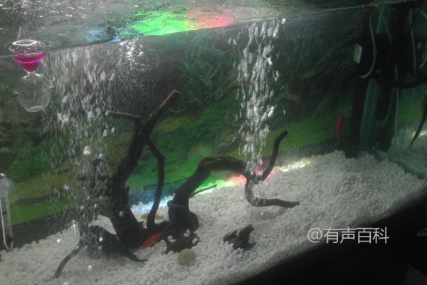 正确的换水方法及频率，如何合理养护水族鱼苗