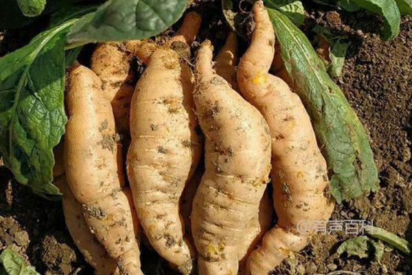 河南农村适合种植的药材：地黄、山药、牛膝、菊花等优选品种