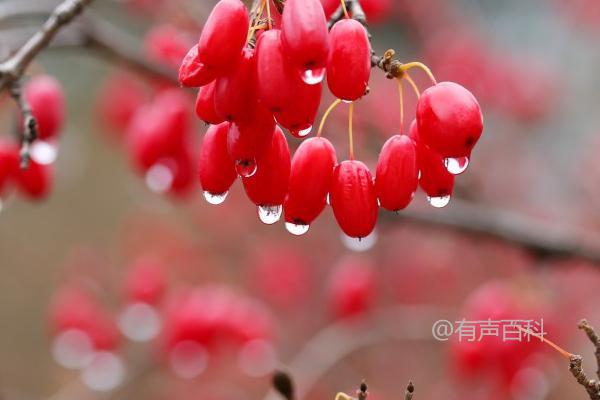 河南农村适合种植的药材：地黄、山药、牛膝、菊花等优选品种