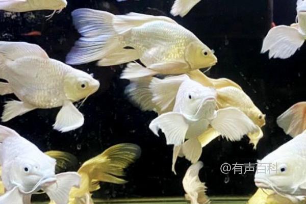 蝴蝶鲤炸鳞后的治疗方法：升温、换水、消毒等有效措施