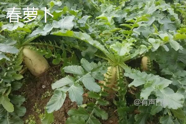 # 春季适合露地种植哪些蔬菜？