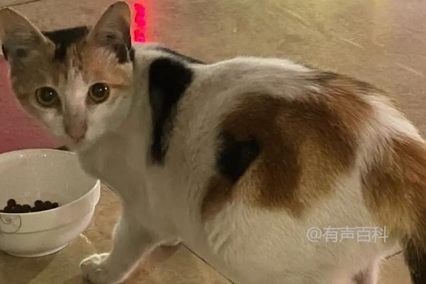 猫咪怀孕期全解析：猫咪怀孕周期大概为58-66天