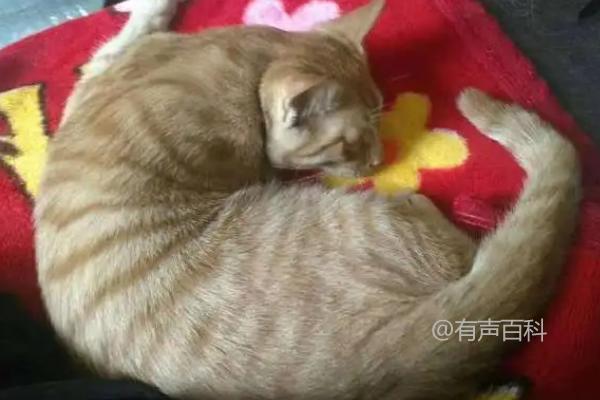 猫咪怀孕期全解析：猫咪怀孕周期大概为58-66天