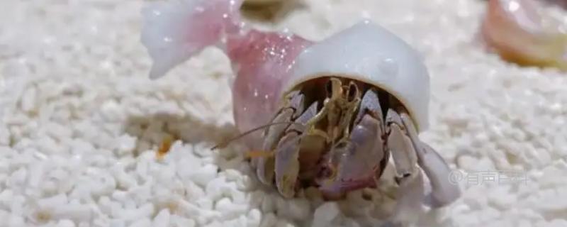 寄居蟹的饮食习惯与米饭有关吗？