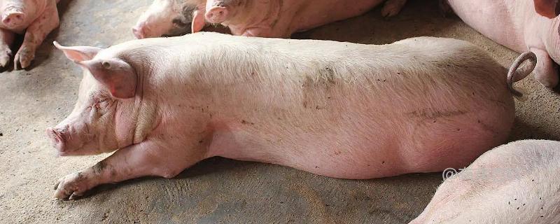 猪站立不稳、进食困难的治疗方法