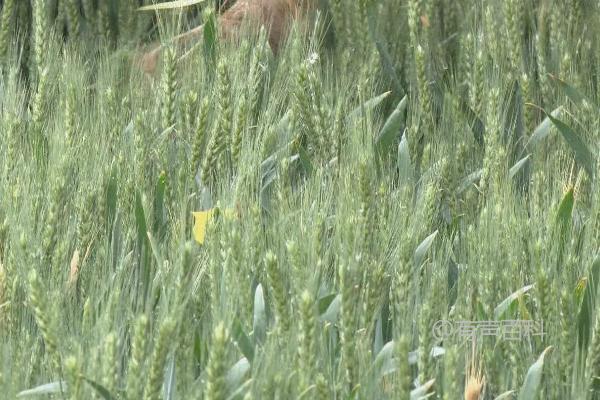 西农527小麦品种介绍及防治病虫害措施