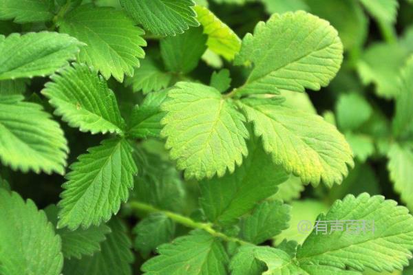 GPT-4: 仙鹤草是一种常见的多年生草本植物，也被称为“仙人掌草”或“仙人掌花”。它通常生长在干燥的沙漠和半沙漠地区，喜欢阳光充足和排水良好的土壤。仙鹤草的特点是叶子呈长条形，有着浅绿色的颜色，花朵则呈现出鲜艳的黄色或橙色。此外，仙鹤草还有着较强的适应性和耐旱性，是一种比较容易栽培的植物。