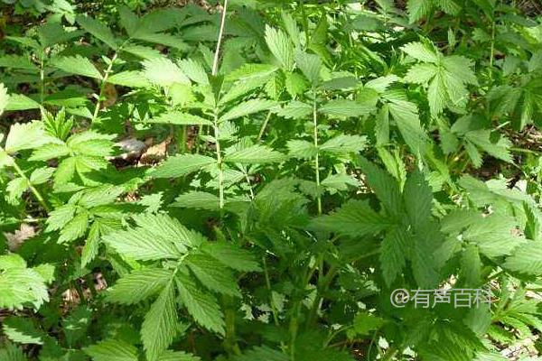 GPT-4: 仙鹤草是一种常见的多年生草本植物，也被称为“仙人掌草”或“仙人掌花”。它通常生长在干燥的沙漠和半沙漠地区，喜欢阳光充足和排水良好的土壤。仙鹤草的特点是叶子呈长条形，有着浅绿色的颜色，花朵则呈现出鲜艳的黄色或橙色。此外，仙鹤草还有着较强的适应性和耐旱性，是一种比较容易栽培的植物。