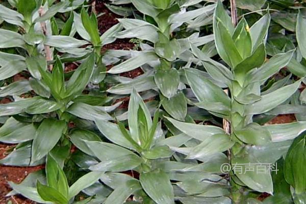 荷花竹的花语：富贵吉祥、节节高升、青春常驻