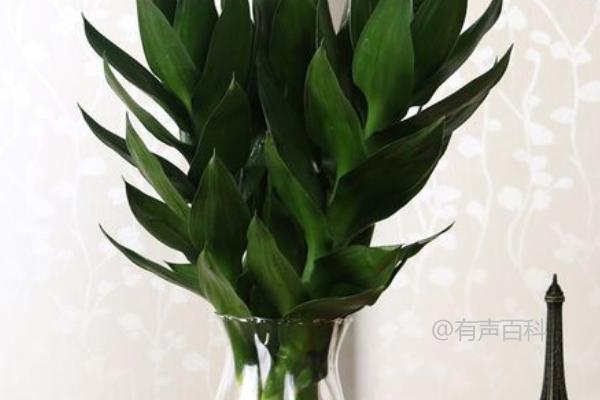 荷花竹的花语：富贵吉祥、节节高升、青春常驻