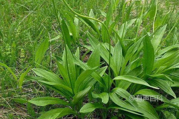 种植葱需要使用疏松透气、排水能力强的土壤。这样的土壤有助于葱的生长和发育。