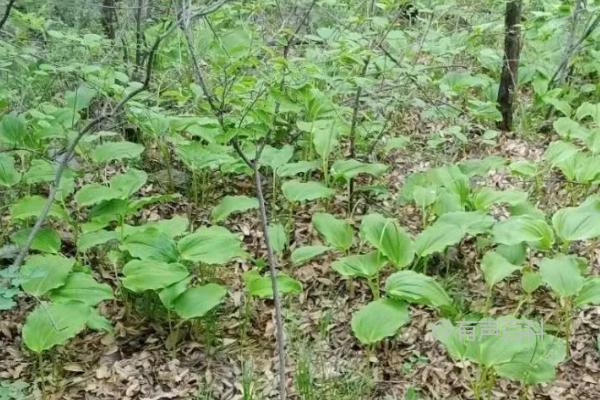 种植葱需要使用疏松透气、排水能力强的土壤。这样的土壤有助于葱的生长和发育。