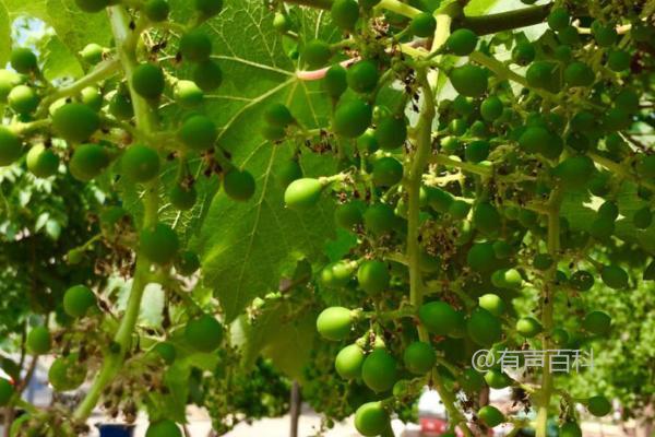 葡萄的浇水技巧：不同生长阶段的浇水方法指南