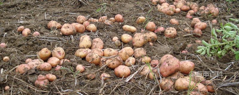 # 冬马铃薯栽培关键要点，苗肥及时追施