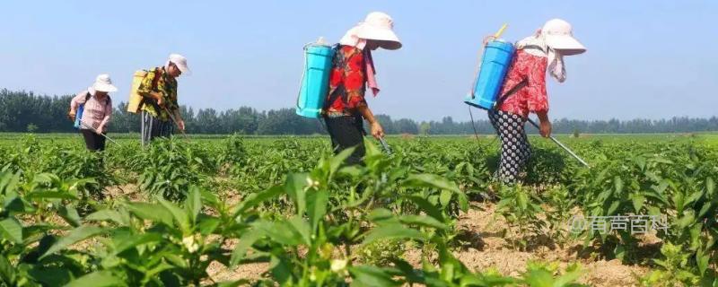 辣椒叶子喷洒除草剂会不会对植株和人体造成危