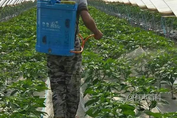 辣椒叶子喷洒除草剂会不会对植株和人体造成危害？