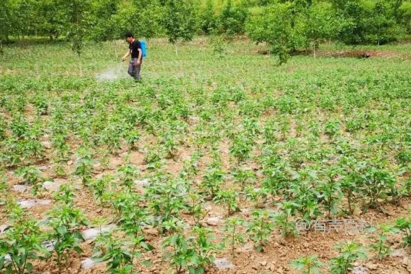 辣椒叶子喷洒除草剂会不会对植株和人体造成危害？