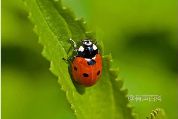 七星瓢虫的食物及生活习性