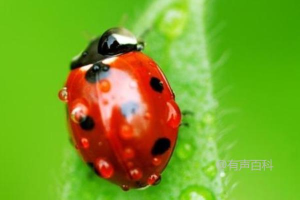 七星瓢虫的食物及生活习性