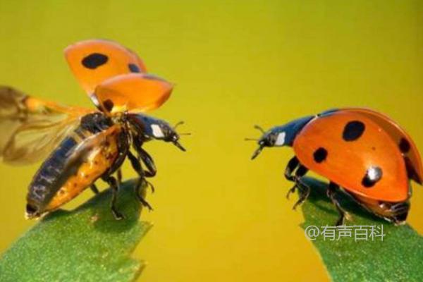 七星瓢虫的食物及生活习性