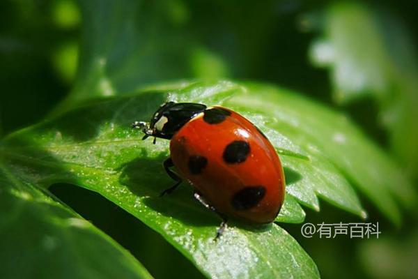 七星瓢虫的食物及生活习性