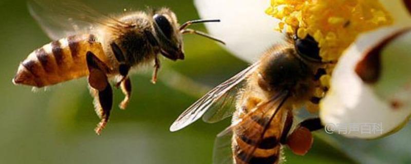 # 蜜蜂采蜜和酿蜜的具体过程详解