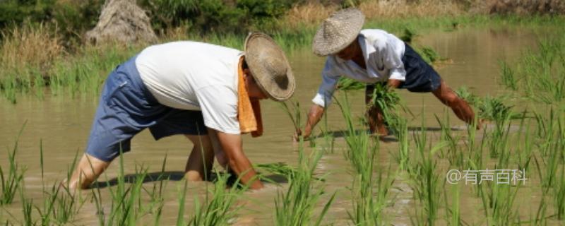 农民伯伯一般在地里做什么农活？春季农活有哪