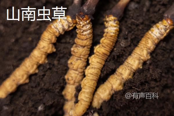 山南虫草与那曲虫草的区别及品质价格比较