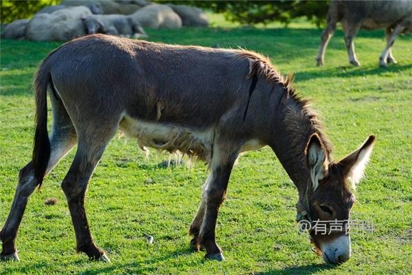 怎样才算是养好驴 成本与收益详细分析