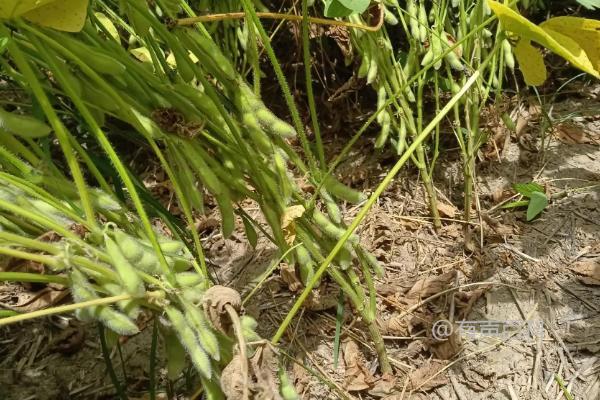 辽豆84大豆种子简介及病虫草害防治措施