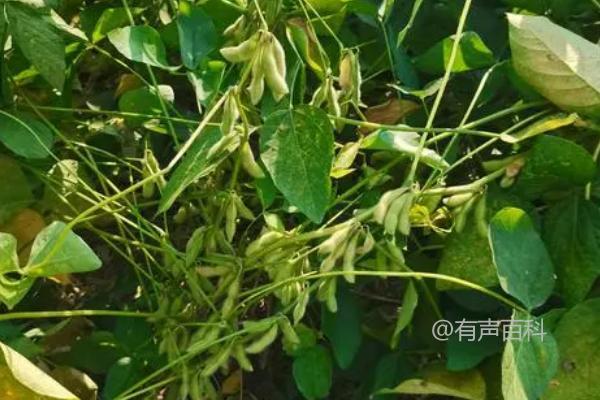 辽豆84大豆种子简介及病虫草害防治措施