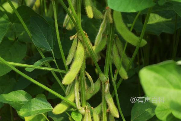 辽豆84大豆种子简介及病虫草害防治措施