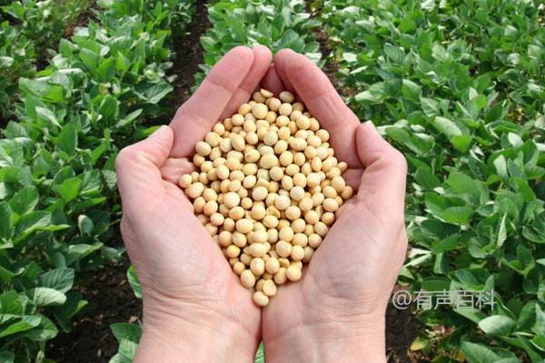 石黑豆9号大豆种子介绍及播种深度：3~5厘米