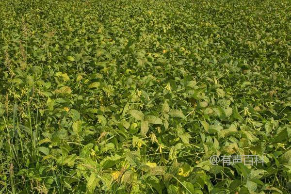 石黑豆9号大豆种子介绍及播种深度：3~5厘米