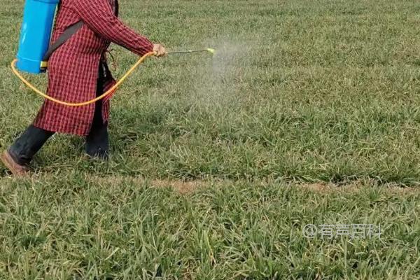 小麦除草时间：10-11月是最佳时机