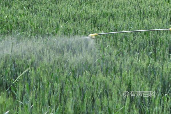 小麦除草时间：10-11月是最佳时机