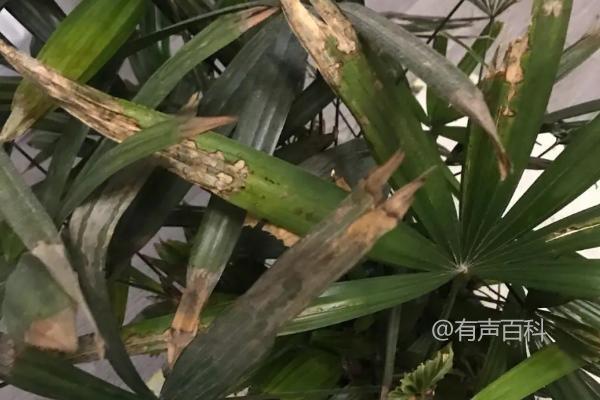 春季花木枯死的原因及解决方法：供水不足或过量浇水可能导致