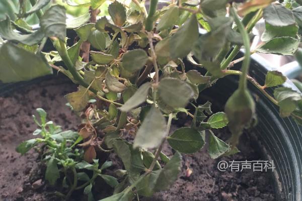 春季花木枯死的原因及解决方法：供水不足或过量浇水可能导致