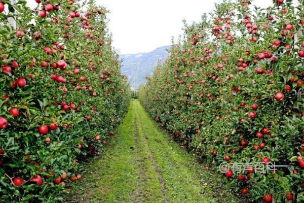 苹果树花果不正常的原因及可能的解决方法