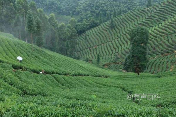 夏季茶园管理技巧：除草、浇水、排水和施肥的方法