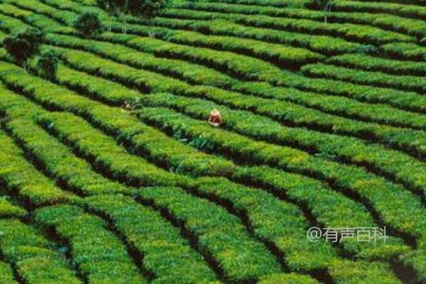 夏季茶园管理技巧：除草、浇水、排水和施肥的方法