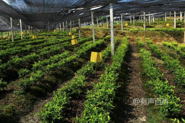 夏季茶园管理技巧：除草、浇水、排水和施肥的方法