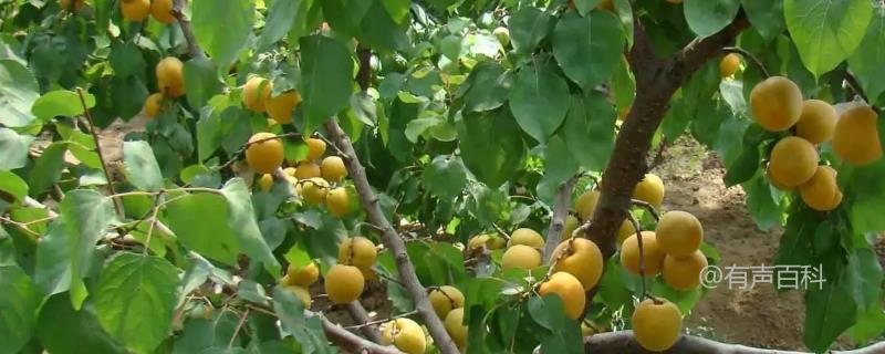# 如何种植杏树及其管理技巧