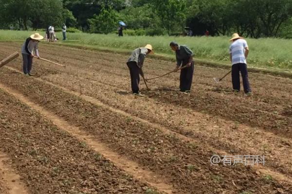 如何种植红薯以及相关技巧