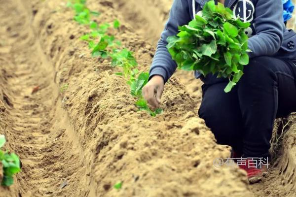 如何种植红薯以及相关技巧