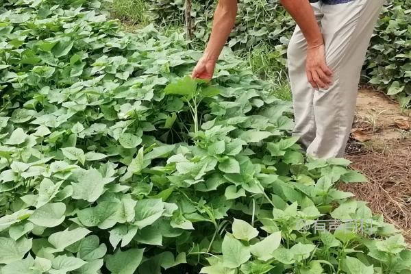 如何种植红薯以及相关技巧