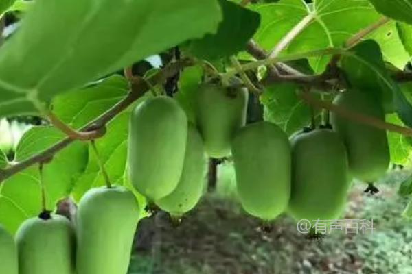 幼龄猕猴桃的管理技巧，套袋过程中选择适宜时机和搭配植物