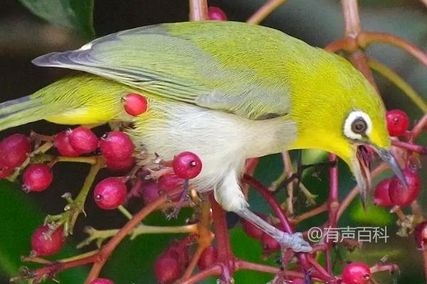 要快速让绣眼鸟熟悉主人，可以通过以下方法：提供适口的食物，确保鸟类饲料丰富多样；经常与鸟类互动，包括说话、玩耍和训练。