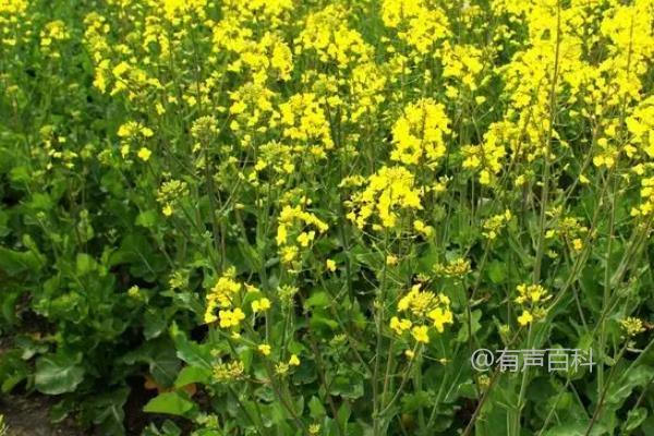 油菜移栽最佳时间是什么时候？通常是在10月中下旬至11月上旬